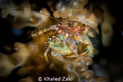 Coral Crab by Khaled Zaki 